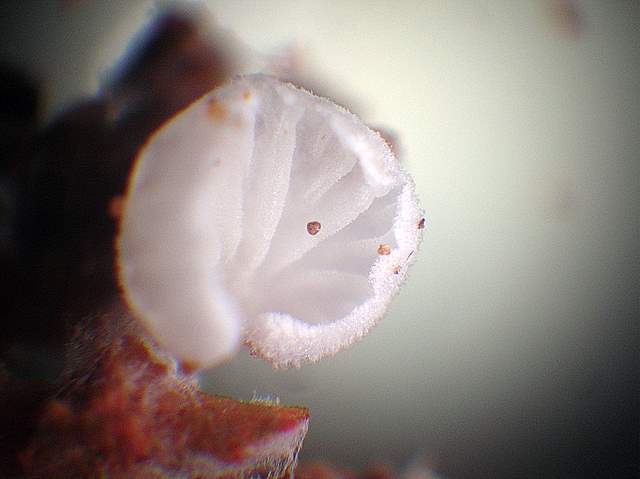 La Flora fungina negli aspetti microclimatici subtropicali